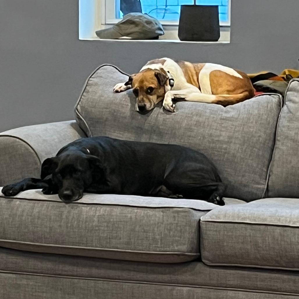 Sam, Adoptable, Adult Male Jack Russell Terrier.