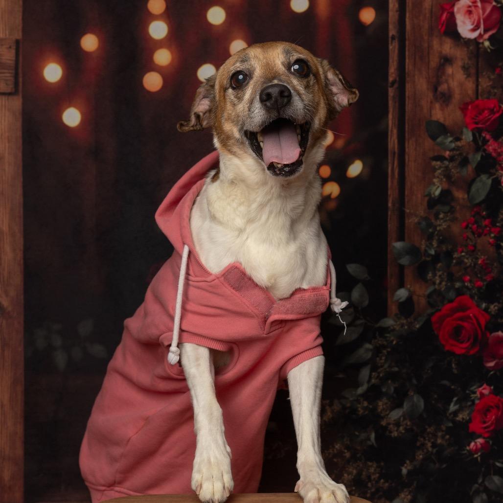 Enlarge Sam, a Adoptable Jack Russell Terrier in Philadelphia, PA image 3/6