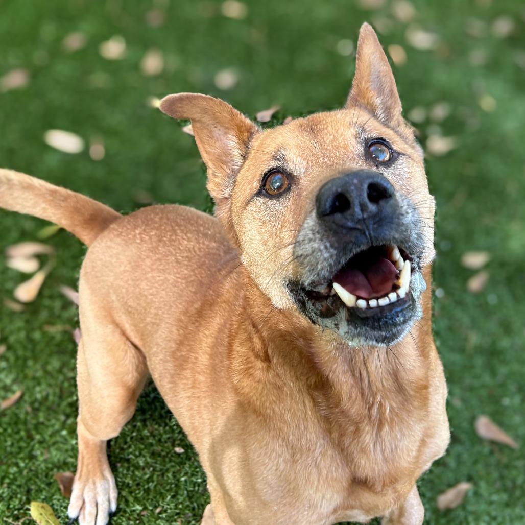Roady, ADOPTABLE, Senior • Male, Chow Chow.