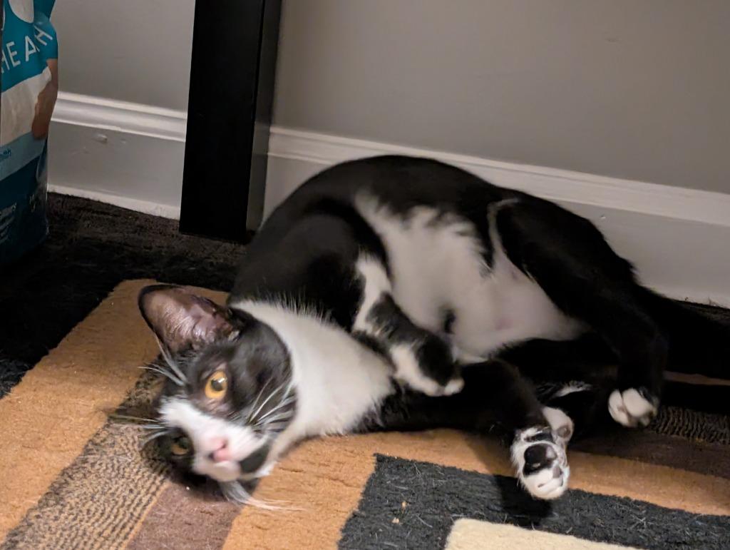 Ellie, Adoptable, Young Female Domestic Short Hair.