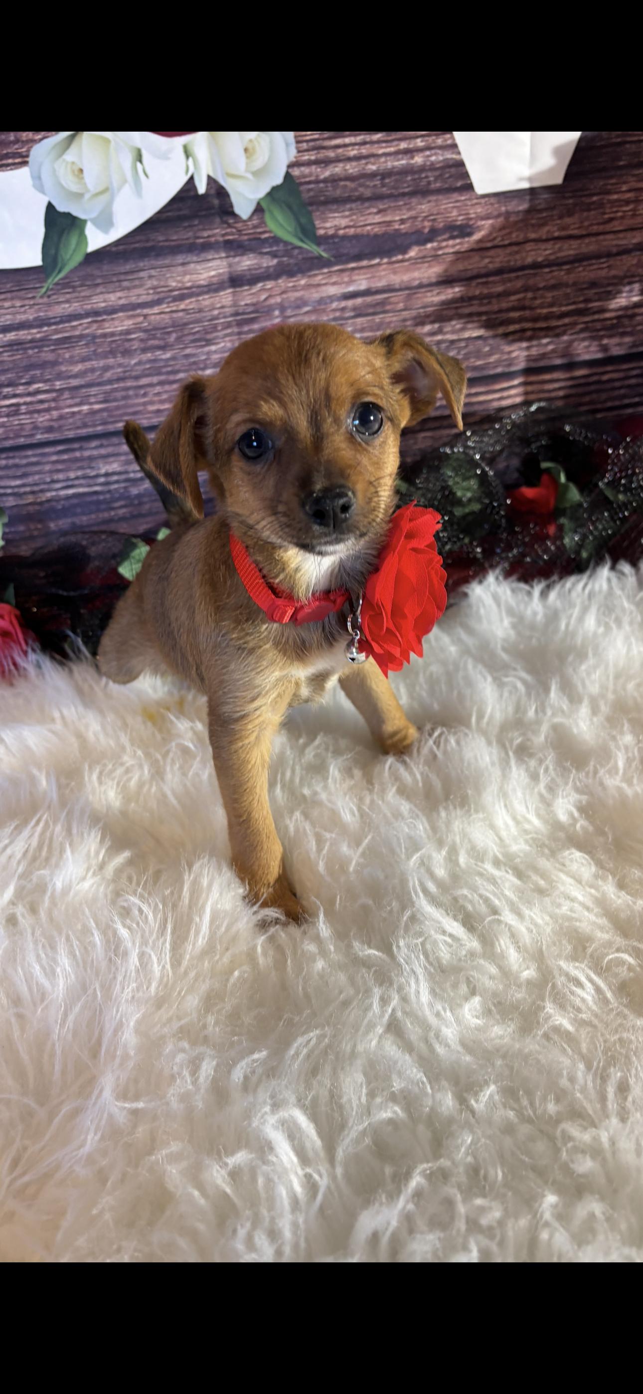 Angel , a ADOPTABLE mixed breed in Cottonwood, CA image 2/6