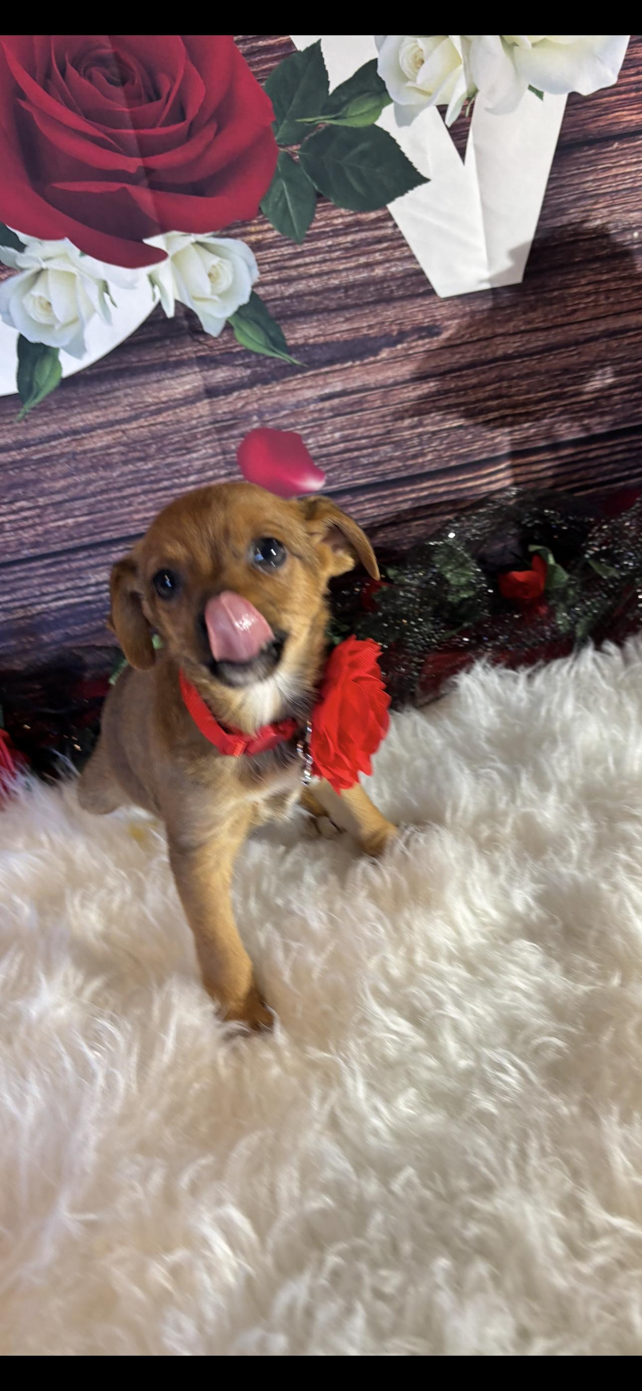 Angel , a ADOPTABLE mixed breed in Cottonwood, CA image 3/6