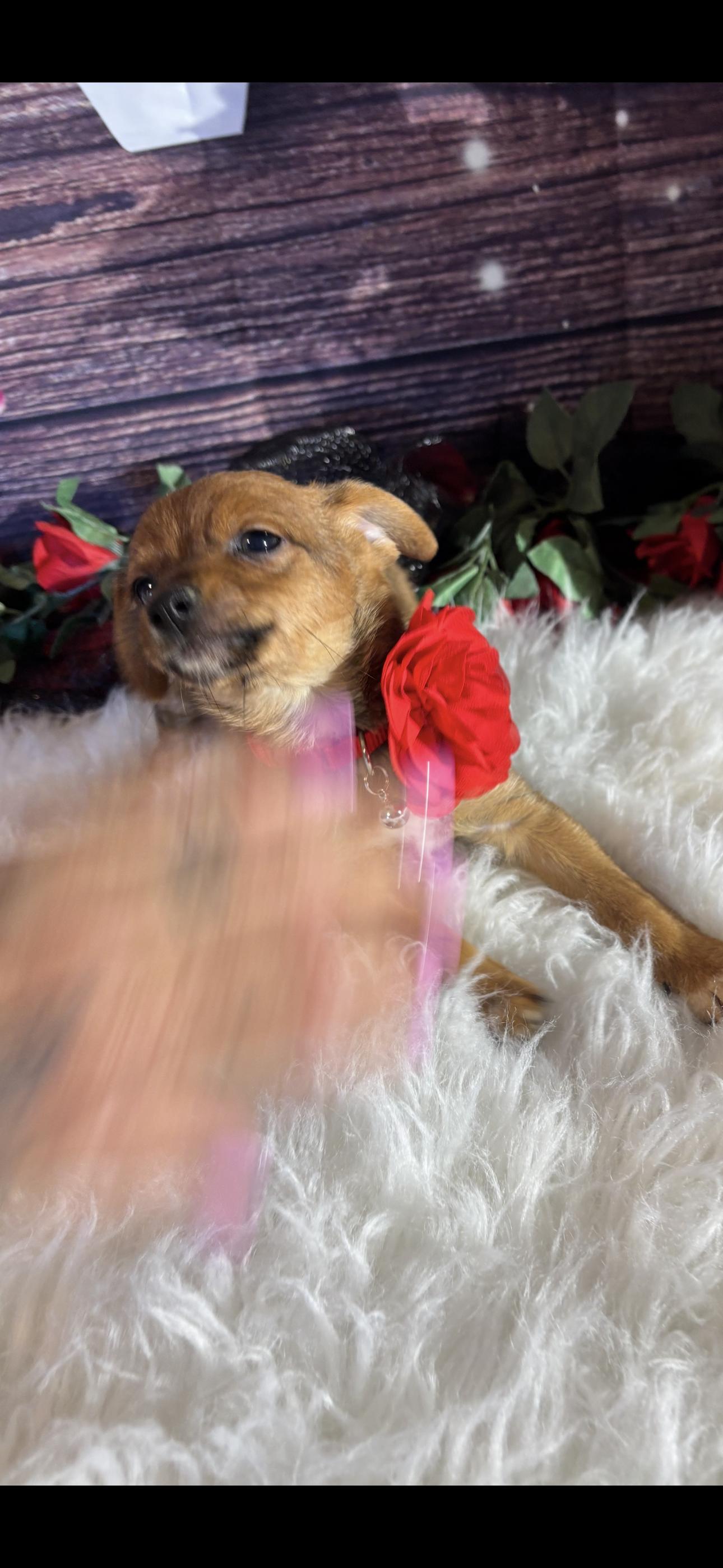 Angel , a ADOPTABLE mixed breed in Cottonwood, CA image 1/6