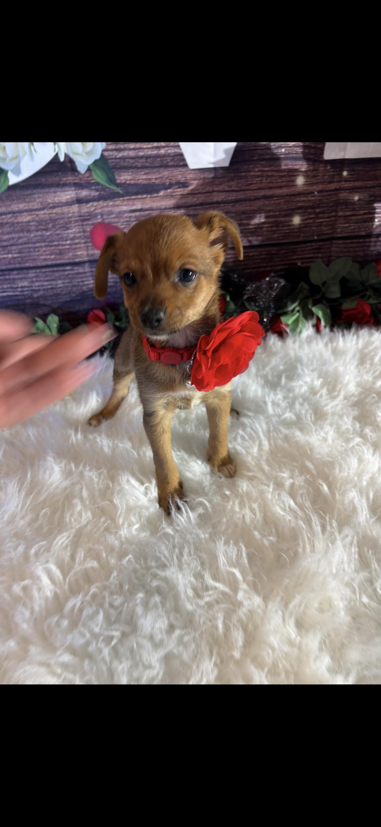 Angel , a ADOPTABLE mixed breed in Cottonwood, CA image 5/6