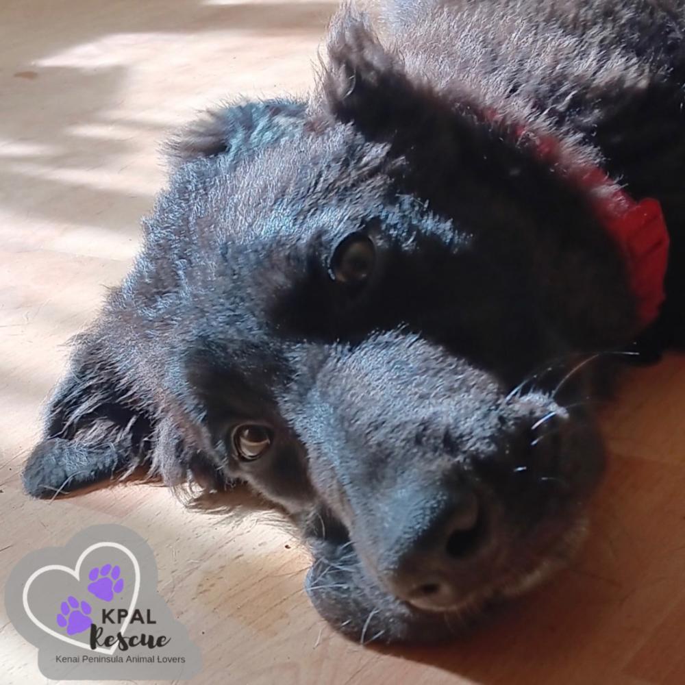 Buckaroo - Yeehaw Litter, Adoptable, Puppy Male Mixed Breed & Mixed Breed.
