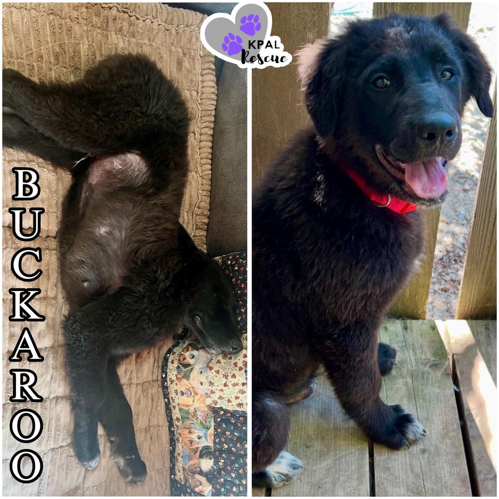 Buckaroo - Yeehaw Litter, a Adoptable mixed breed in Kenai, AK image 2/4