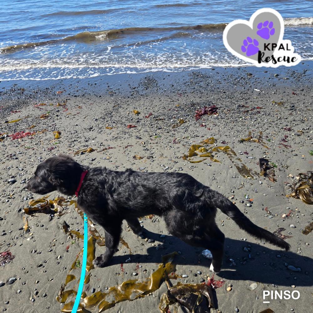 Buckaroo - Yeehaw Litter, a Adoptable mixed breed in Kenai, AK image 3/6