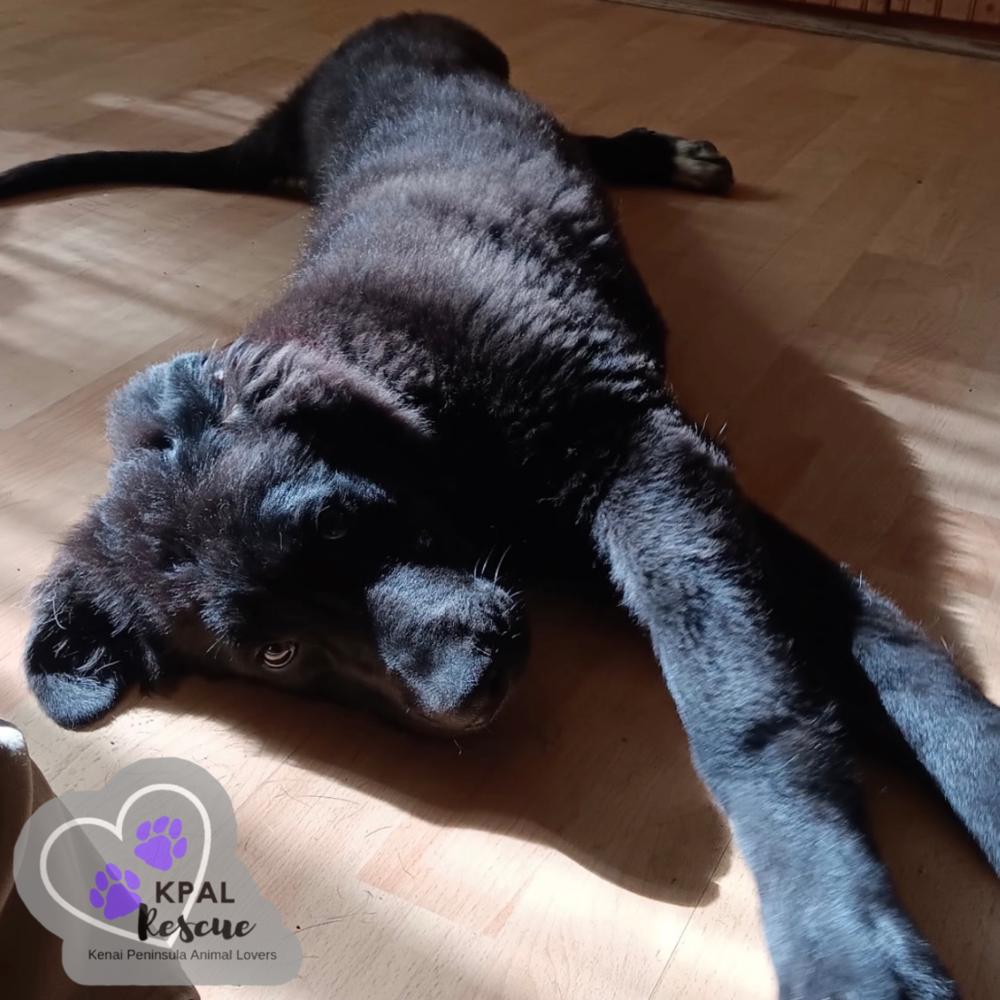 Buckaroo - Yeehaw Litter, a Adoptable mixed breed in Kenai, AK image 3/4
