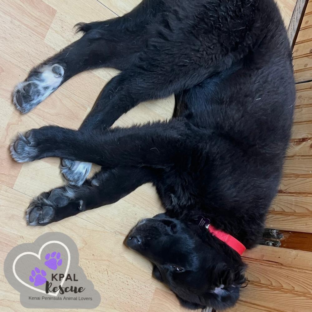 Buckaroo - Yeehaw Litter, a Adoptable mixed breed in Kenai, AK image 4/4