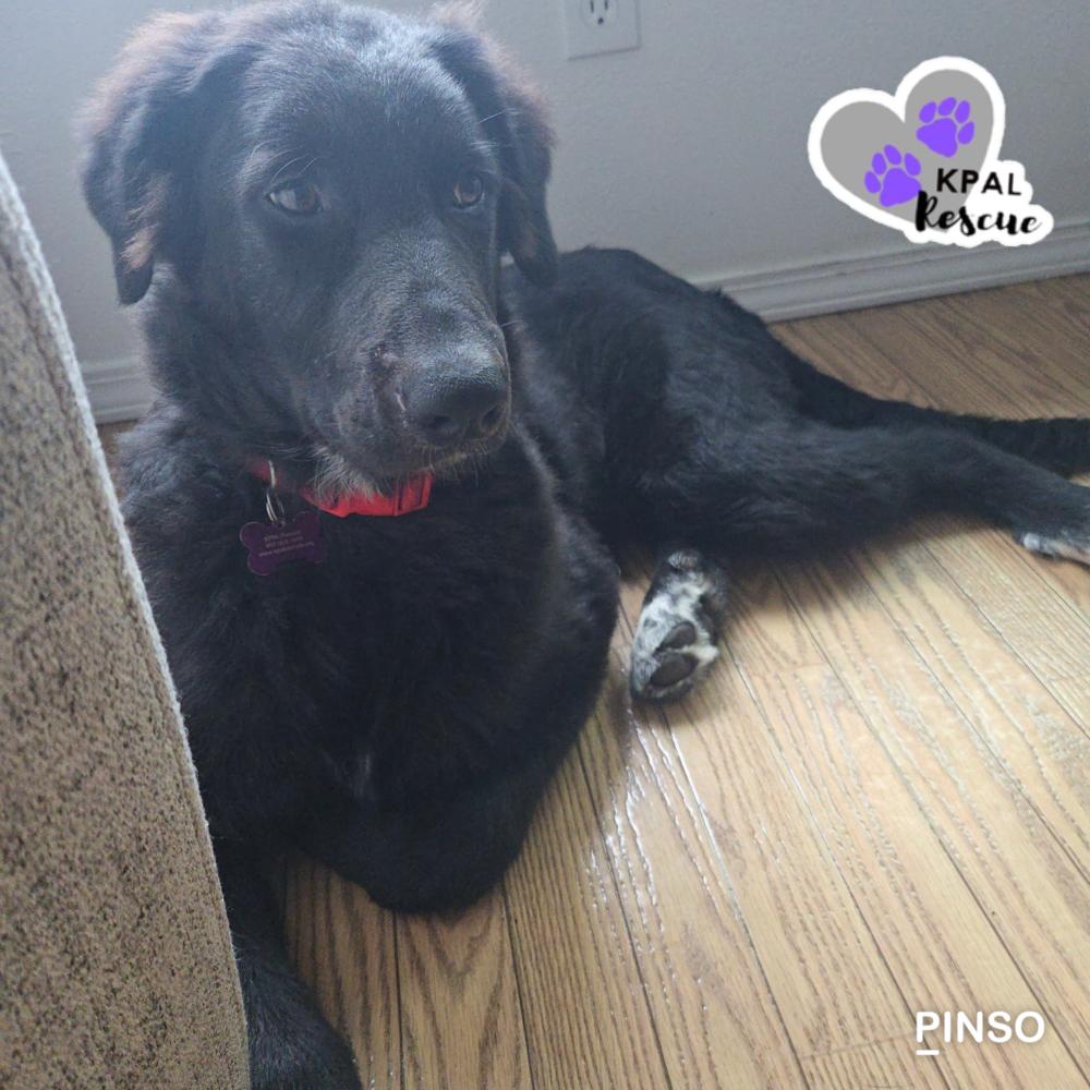 Buckaroo - Yeehaw Litter, a Adoptable mixed breed in Kenai, AK image 6/6