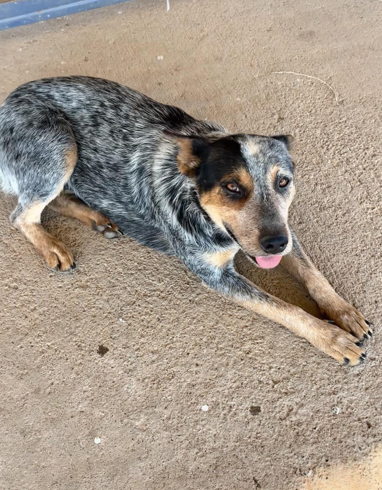 Dora, ADOPTABLE, Young Female Australian Cattle Dog / Blue Heeler.