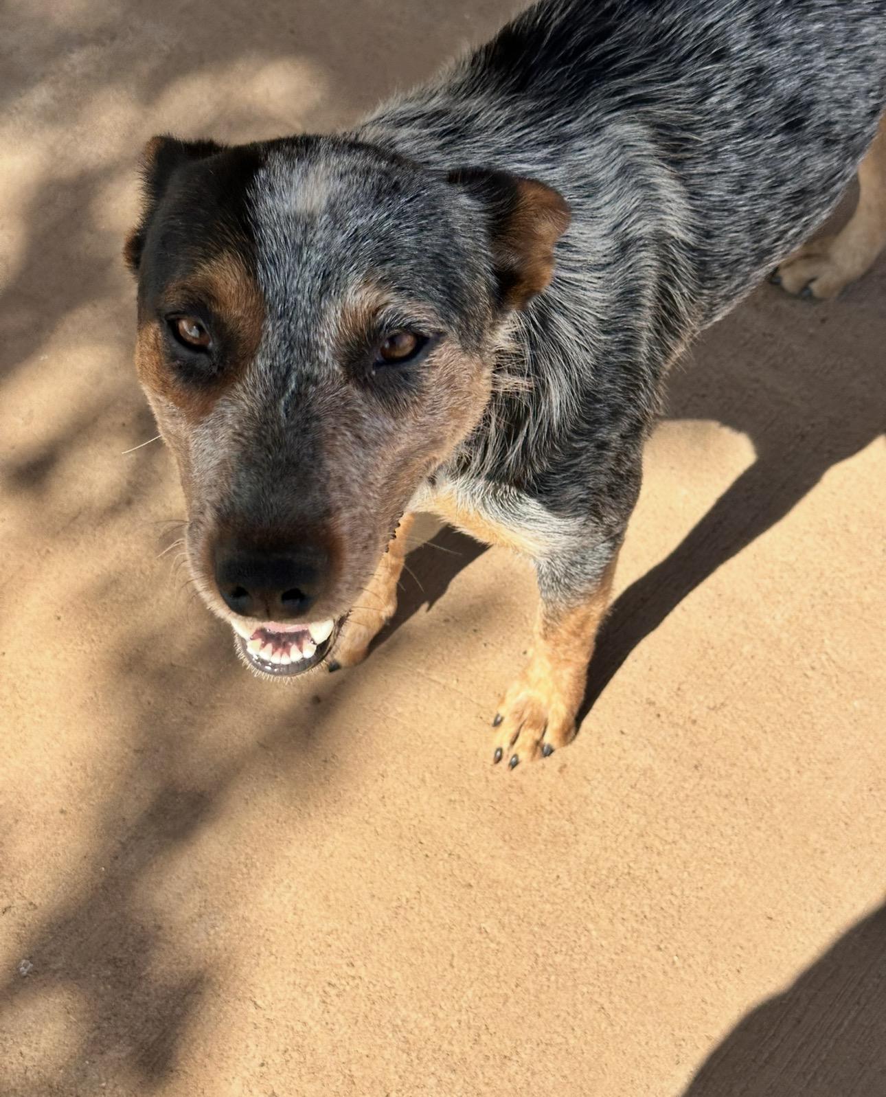 Enlarge Dora, a ADOPTABLE Australian Cattle Dog / Blue Heeler in Coahoma, TX image 2/3