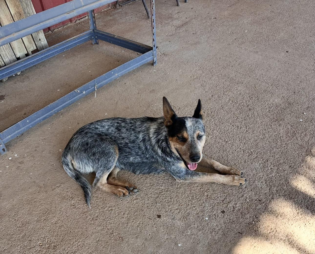 Enlarge Dora, a ADOPTABLE Australian Cattle Dog / Blue Heeler in Coahoma, TX image 3/3
