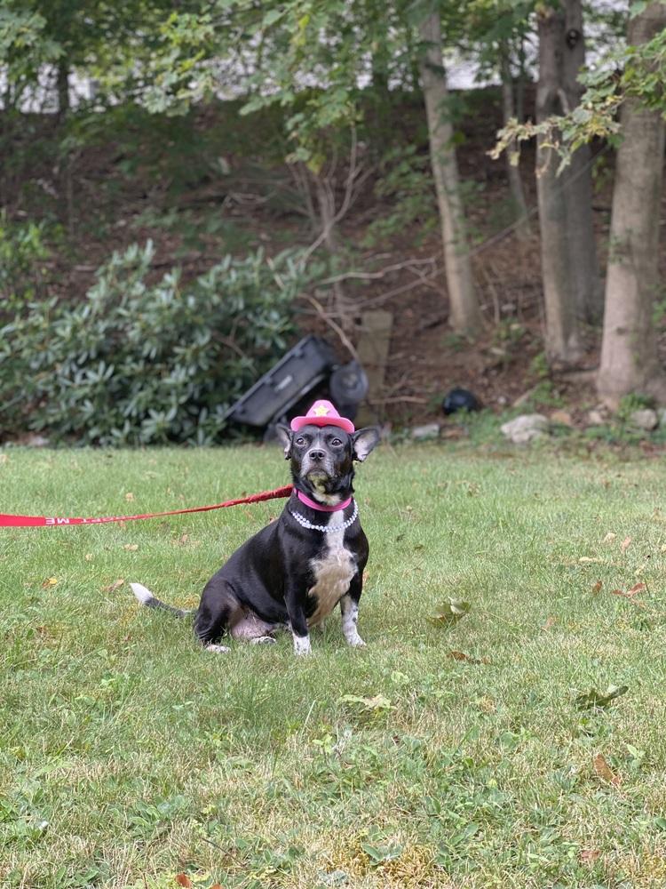 Tonita, Adoptable, Adult Female Chihuahua & Boston Terrier.