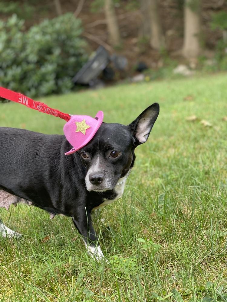 Tonita, a Adoptable mixed breed in Randolph, MA image 2/3