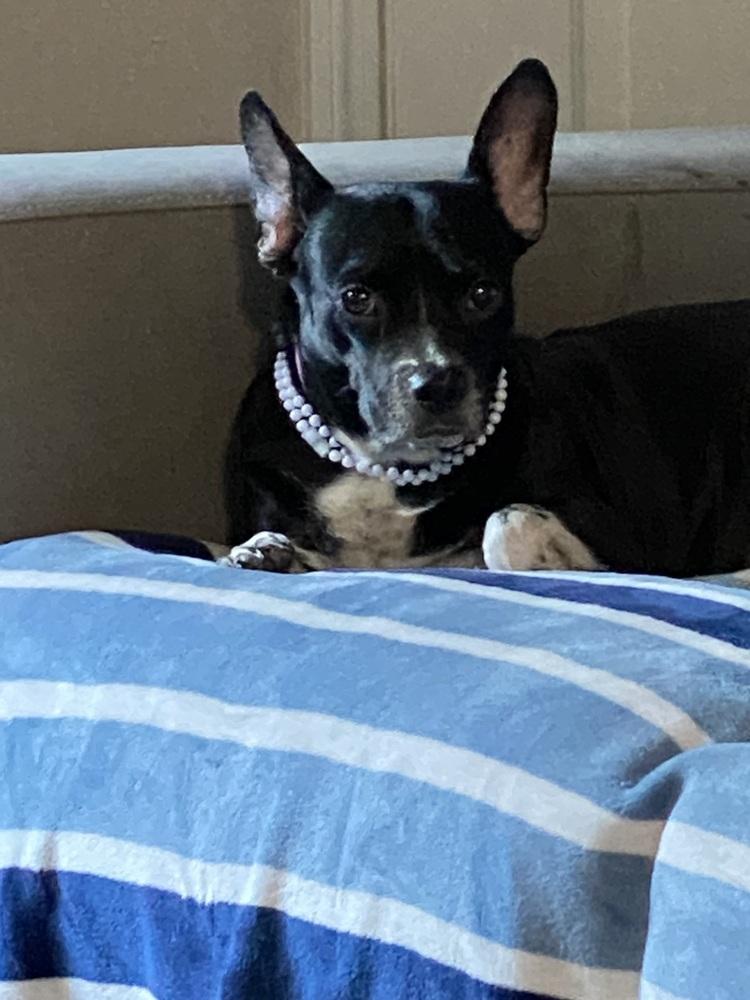 Tonita, a Adoptable mixed breed in Randolph, MA image 3/3