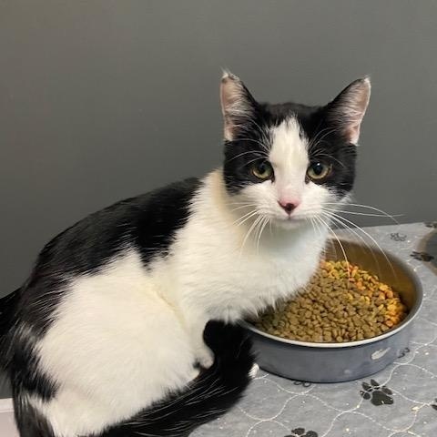 Enlarge Bessie, a Adopted Domestic Short Hair in Leesville, SC image 1/4