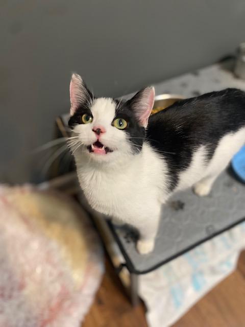 Enlarge Bessie, a Adopted Domestic Short Hair in Leesville, SC image 2/4