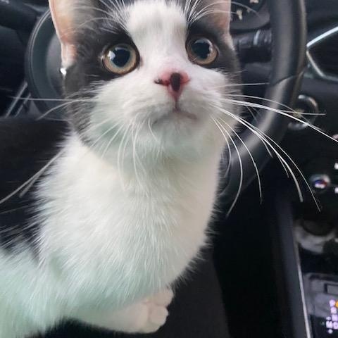 Enlarge Bessie, a Adopted Domestic Short Hair in Leesville, SC image 3/4