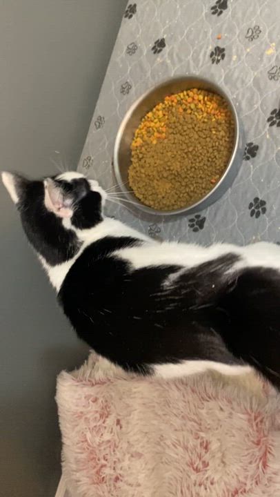 Enlarge Bessie, a Adopted Domestic Short Hair in Leesville, SC video 4/4