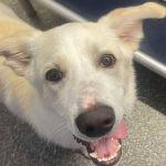 Oso, ADOPTABLE, Young Male Border Collie.