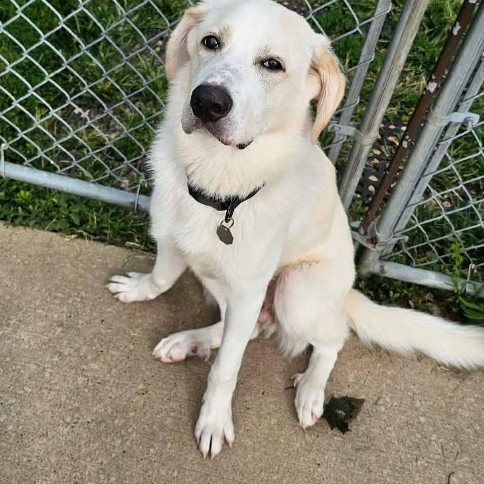 Enlarge Oso, a ADOPTABLE mixed breed in Elizabeth, IL image 1/3