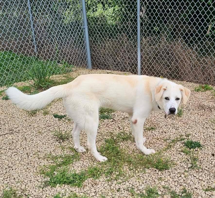 Enlarge Oso, a ADOPTABLE mixed breed in Elizabeth, IL image 3/3