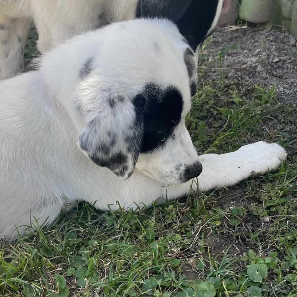 Domino, a Adoptable mixed breed in Baton Rouge, LA image 1/5