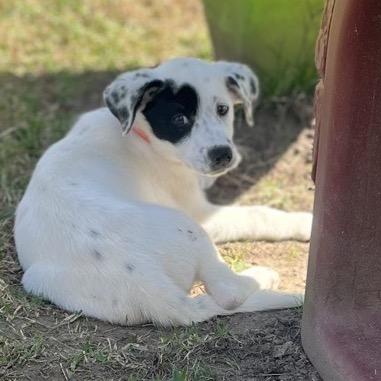 Domino, a Adoptable mixed breed in Baton Rouge, LA image 2/5