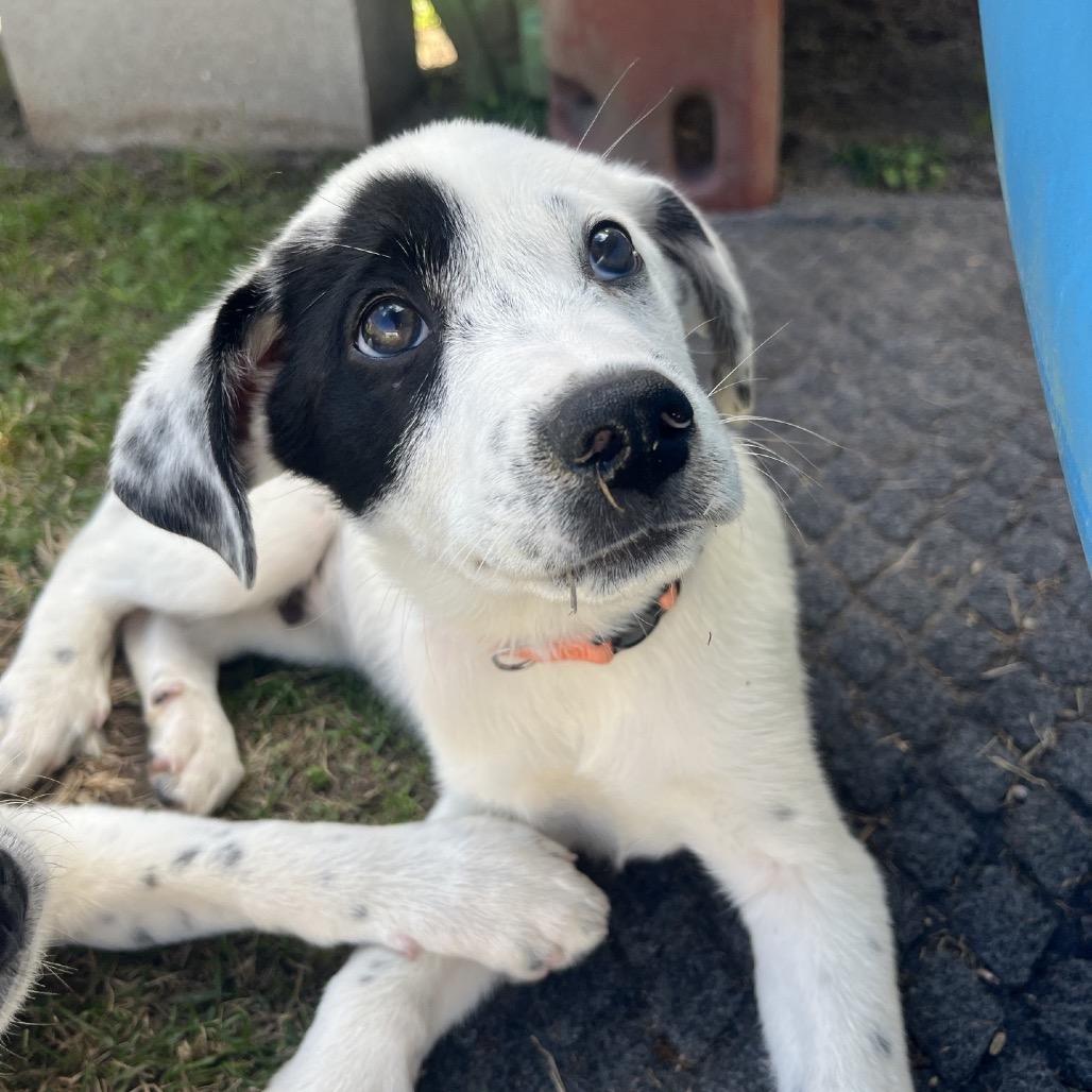 Domino, Adoptable, Puppy Male Great Pyrenees & Border Collie.