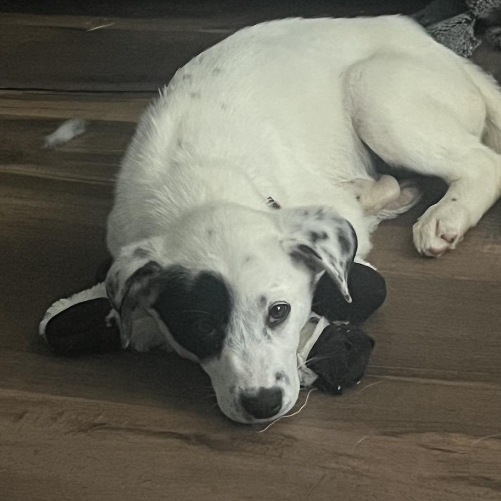 Domino, a Adoptable mixed breed in Baton Rouge, LA image 4/5