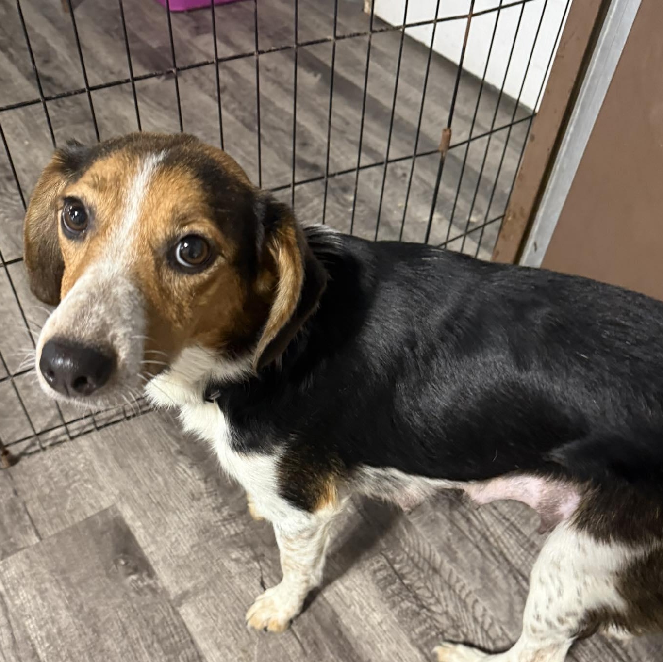Sassy, ADOPTABLE, Adult Female Beagle & Australian Cattle Dog / Blue Heeler.