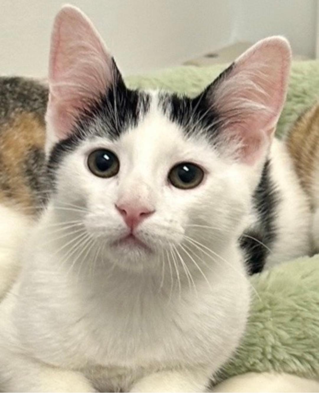 Enlarge Milky, a Adoptable Calico in West Hills, CA image 1/3