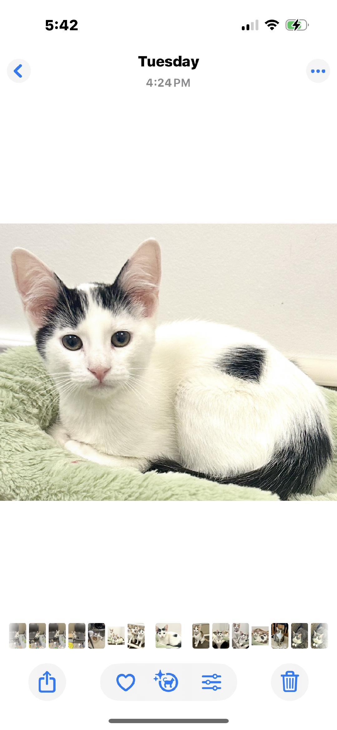 Enlarge Milky, a Adoptable Calico in West Hills, CA image 2/3