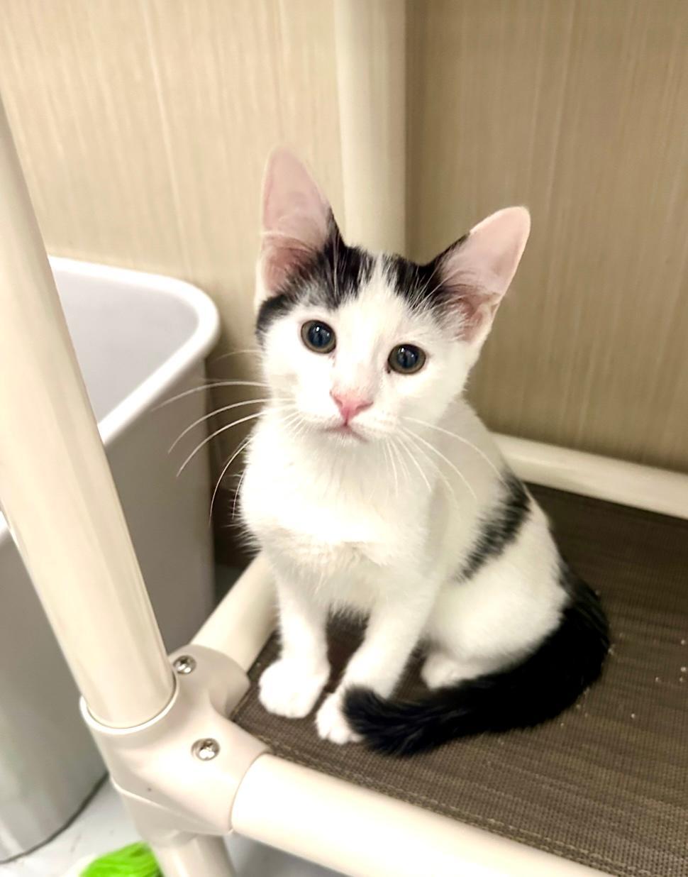 Enlarge Milky, a Adoptable Calico in West Hills, CA image 3/3