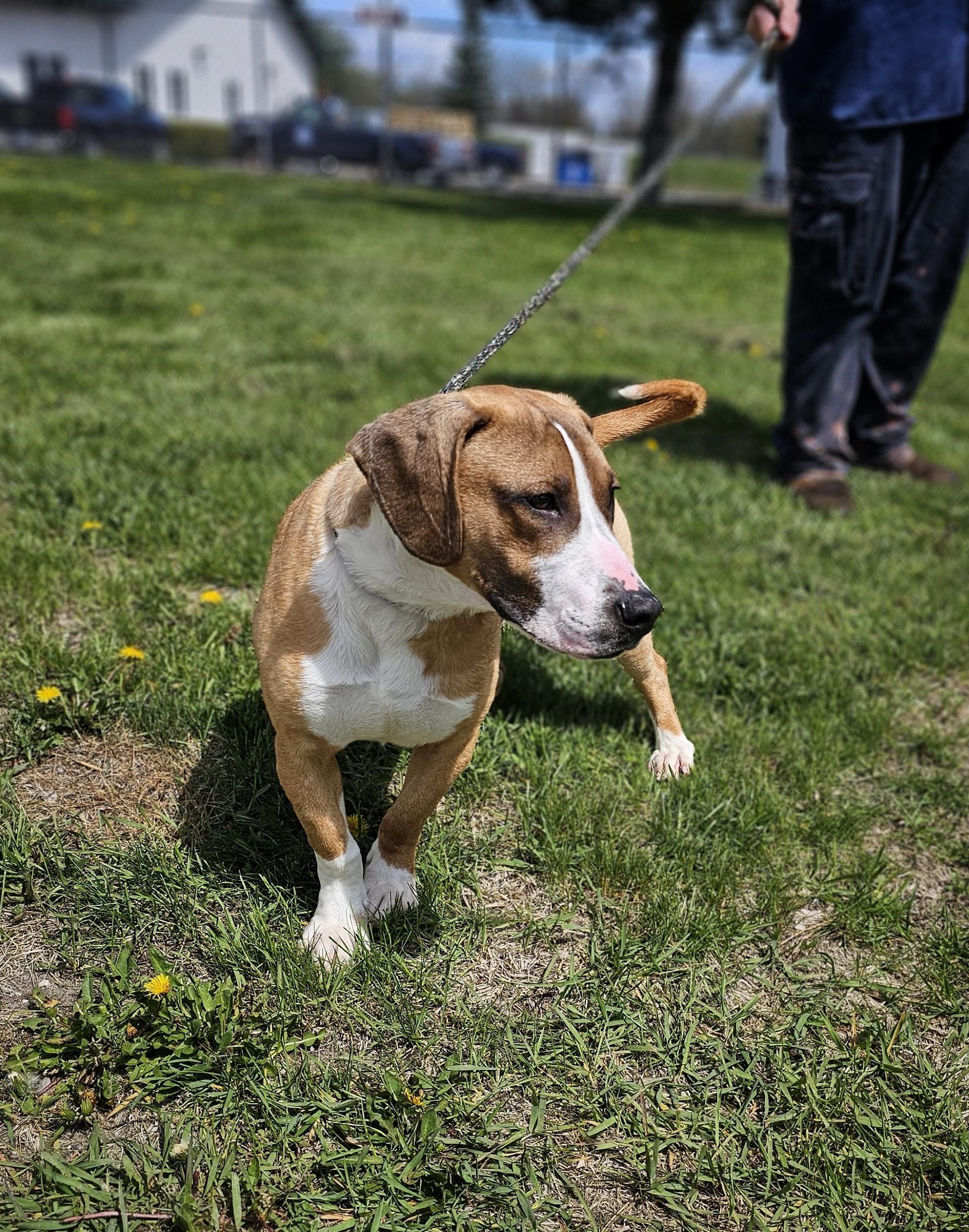 Enlarge Dalton, an adoptable mixed breed in Bay City, MI image 5/6