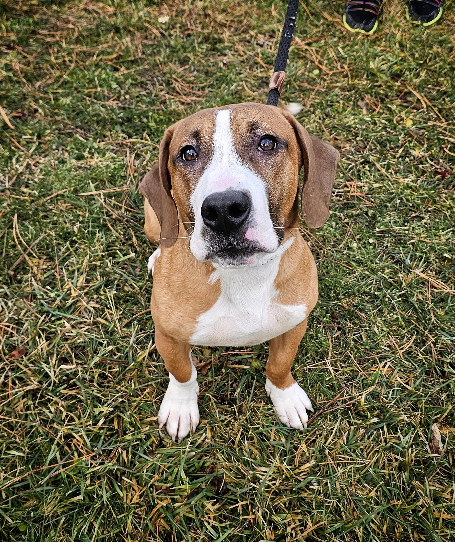 Dalton, a ADOPTABLE mixed breed in Bay City, MI image 1/4