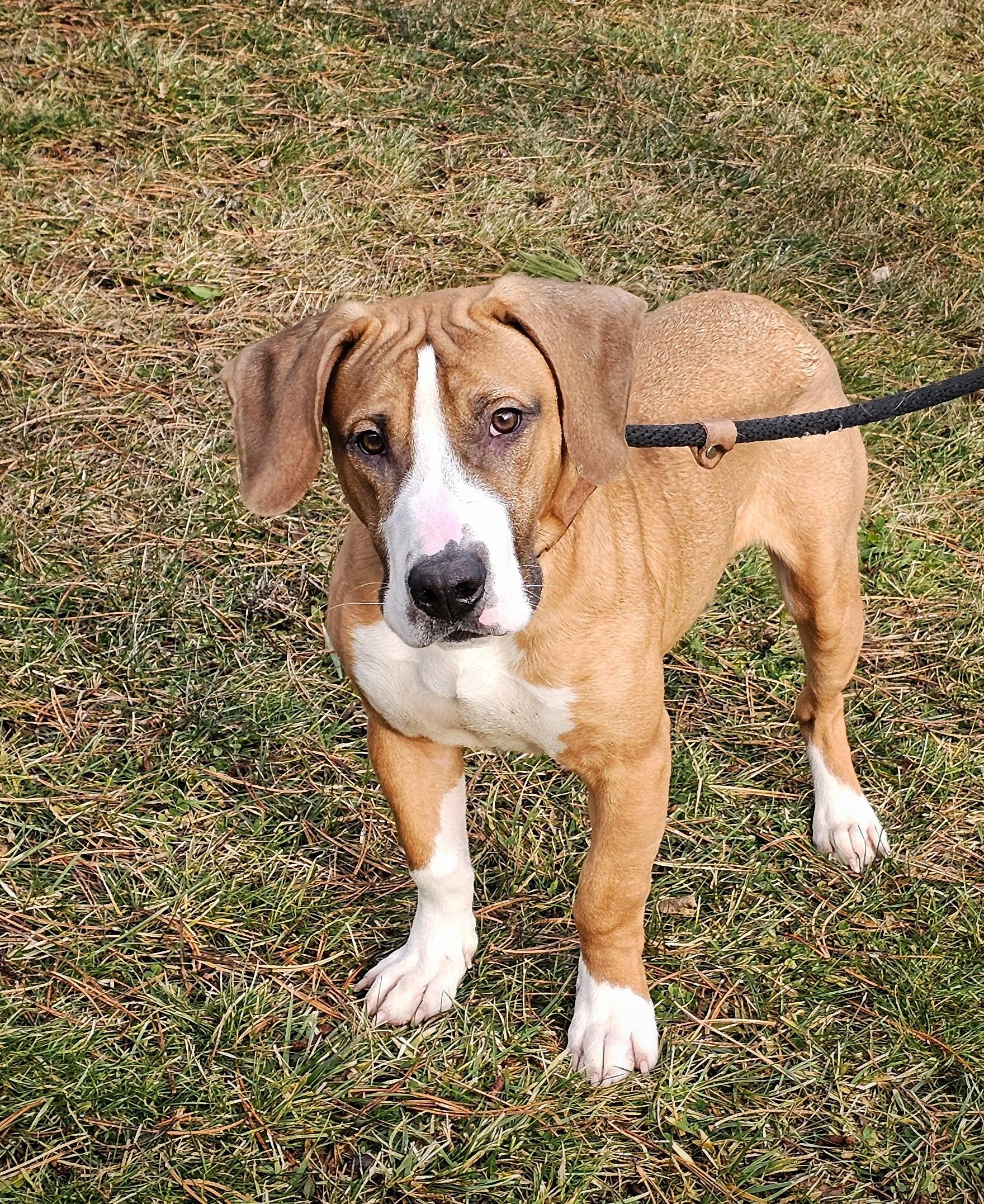 Dalton, a ADOPTABLE mixed breed in Bay City, MI image 2/4