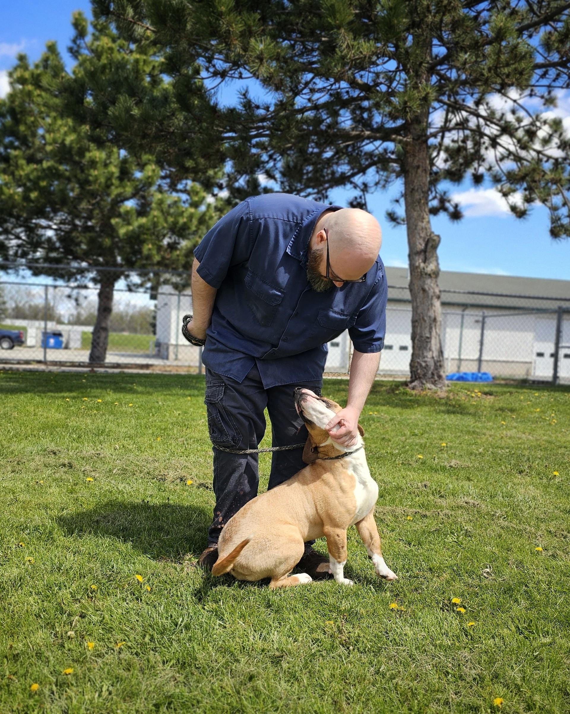 Enlarge Dalton, an adoptable mixed breed in Bay City, MI image 2/6