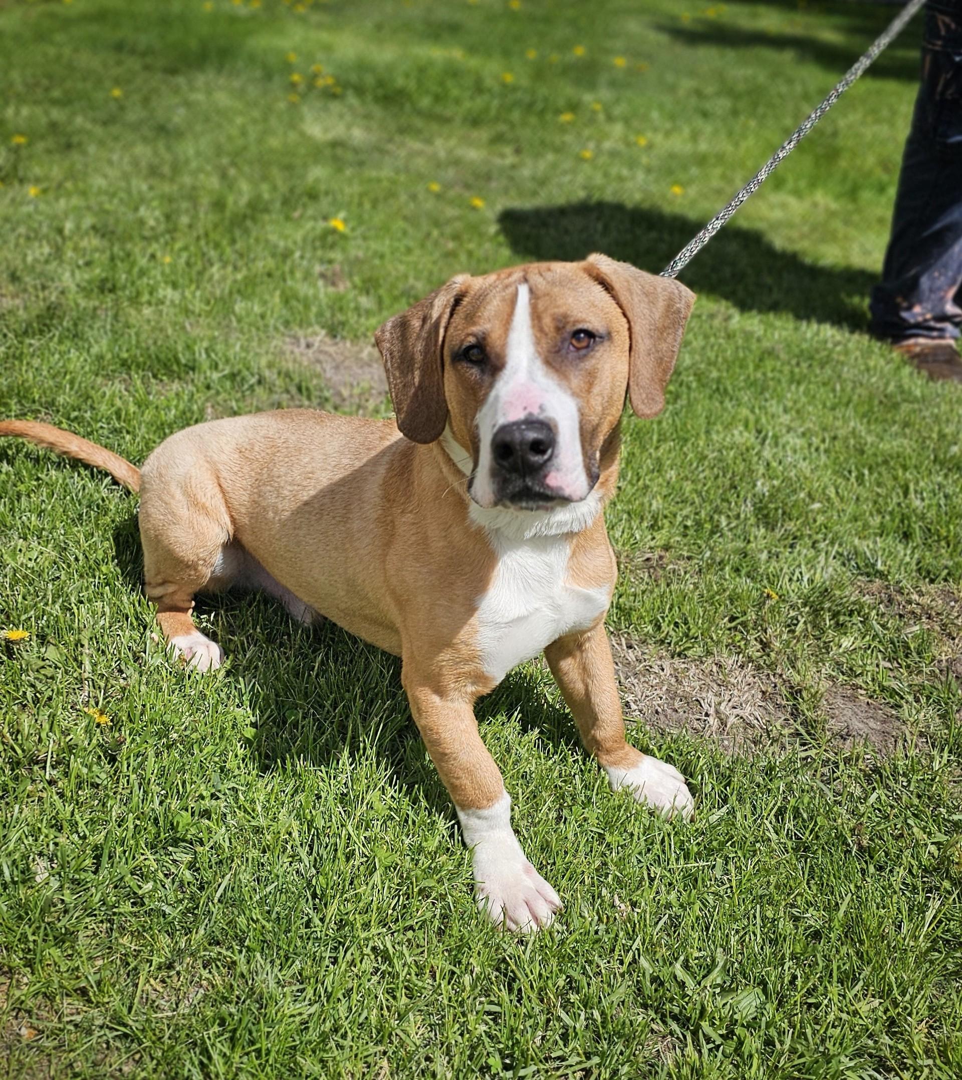 Enlarge Dalton, an adoptable mixed breed in Bay City, MI image 4/6