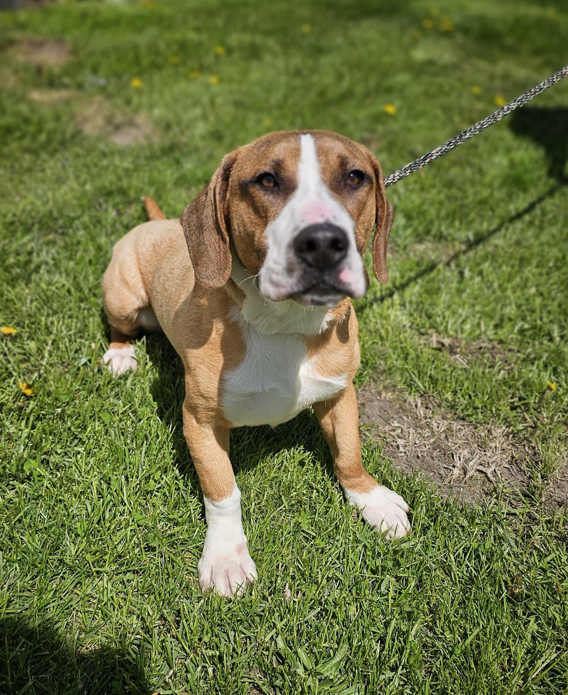 Dalton, adoptable, Adult Male Basset Hound & Boxer.