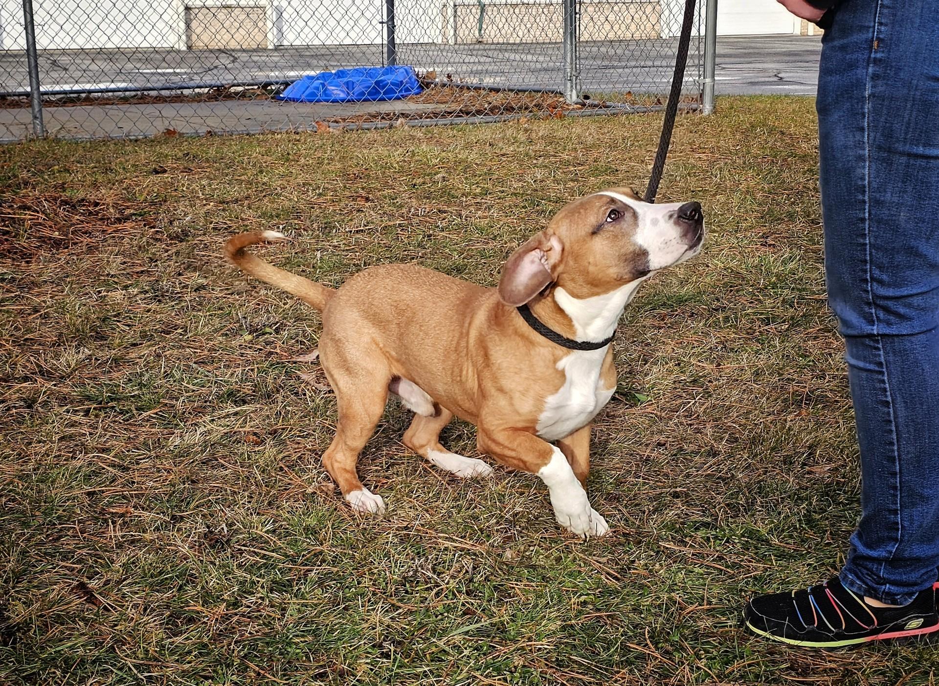 Dalton, a ADOPTABLE mixed breed in Bay City, MI image 4/4