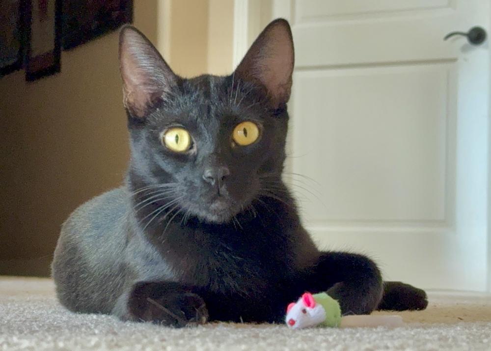 Snack Bar, Adoptable, Kitten Female Domestic Short Hair & Maine Coon.