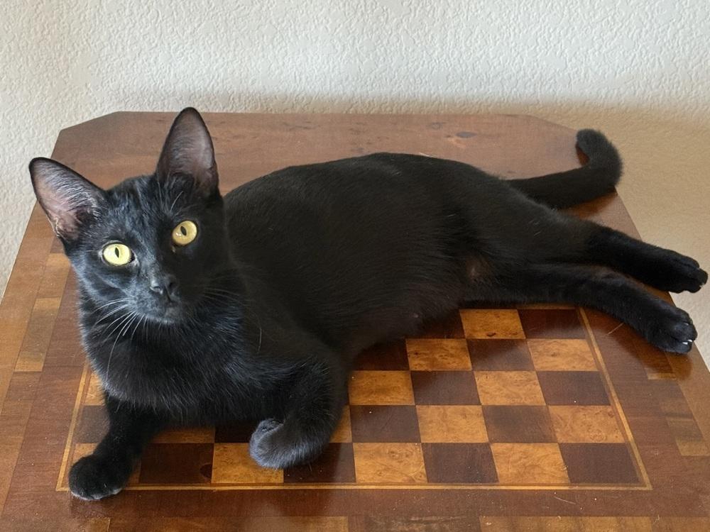 Enlarge Snack Bar, a Adoptable mixed breed in Evergreen, CO image 2/4