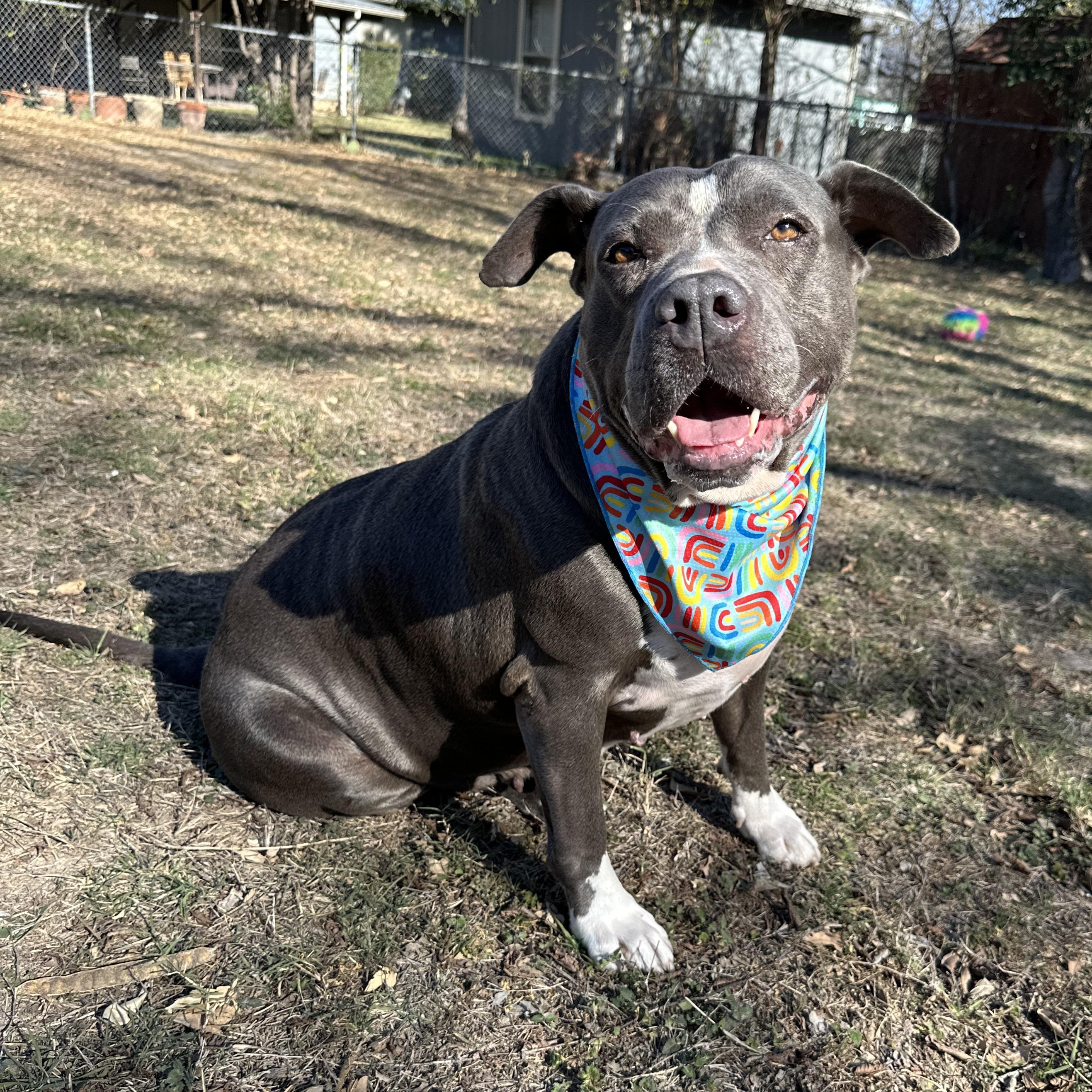 Enlarge Pebbles, a Adoptable mixed breed in Bellefonte, PA image 2/6