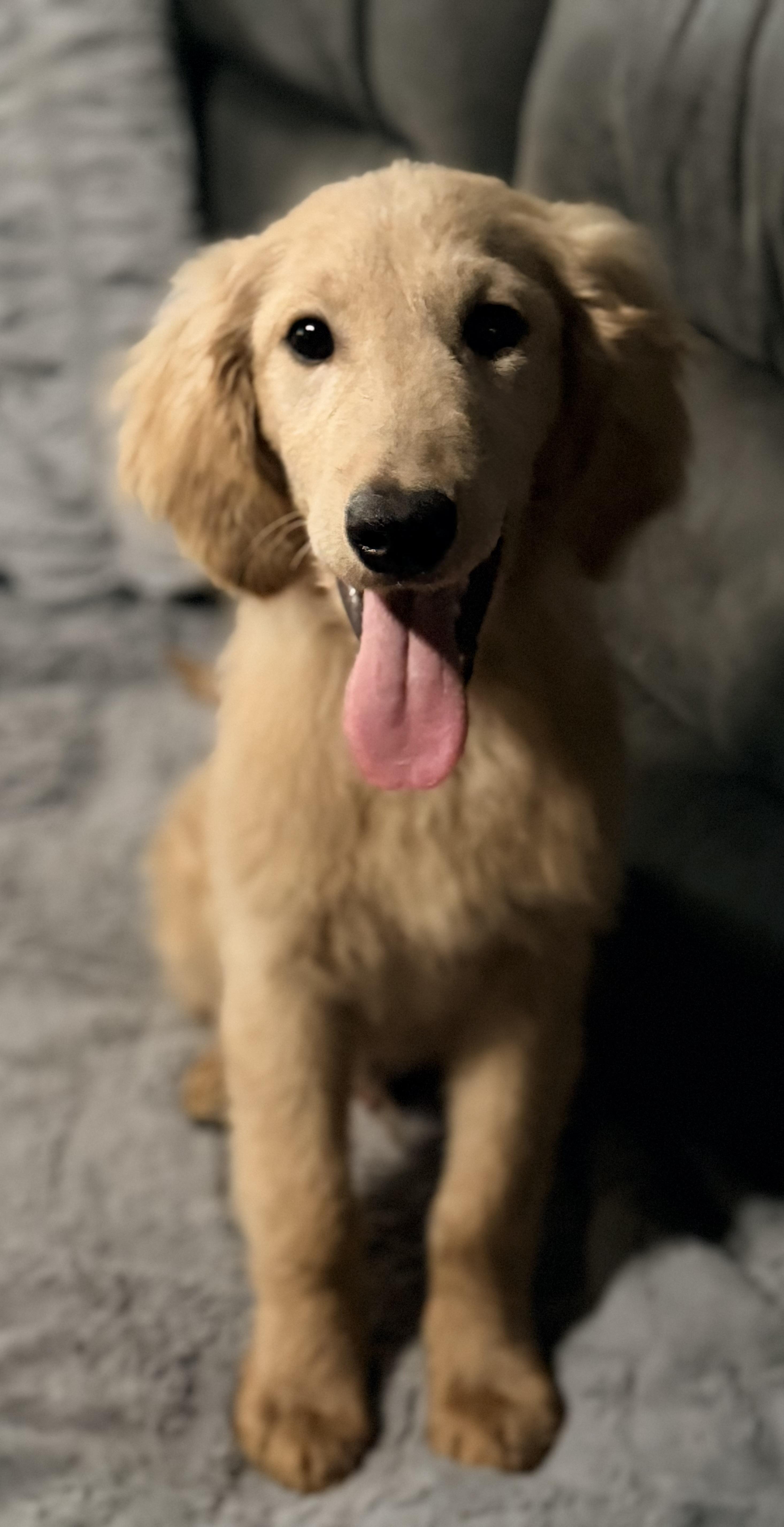 Enlarge Honey, a ADOPTABLE mixed breed in Yuba City, CA image 3/4