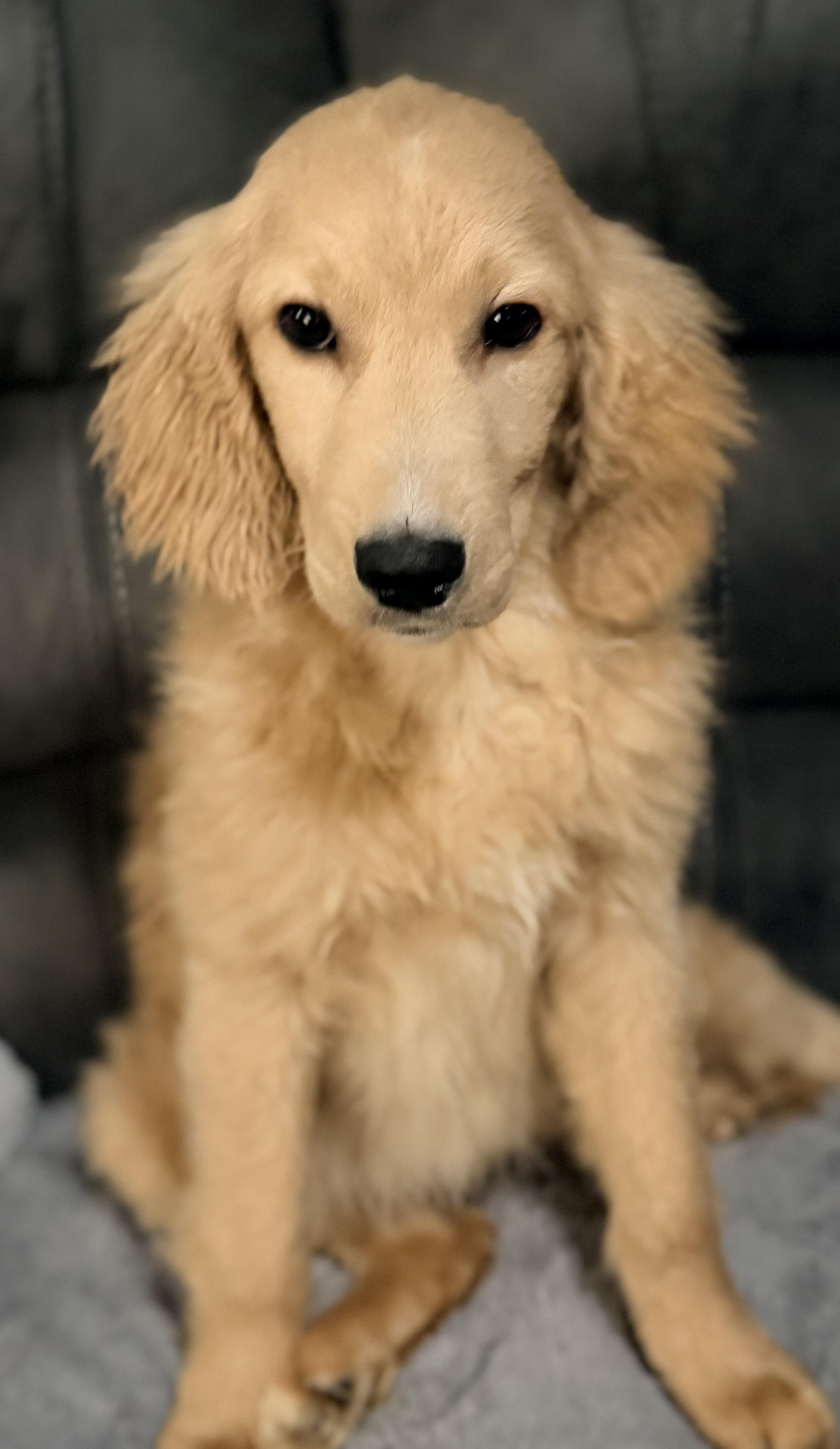 Enlarge Honey, a ADOPTABLE mixed breed in Yuba City, CA image 2/4