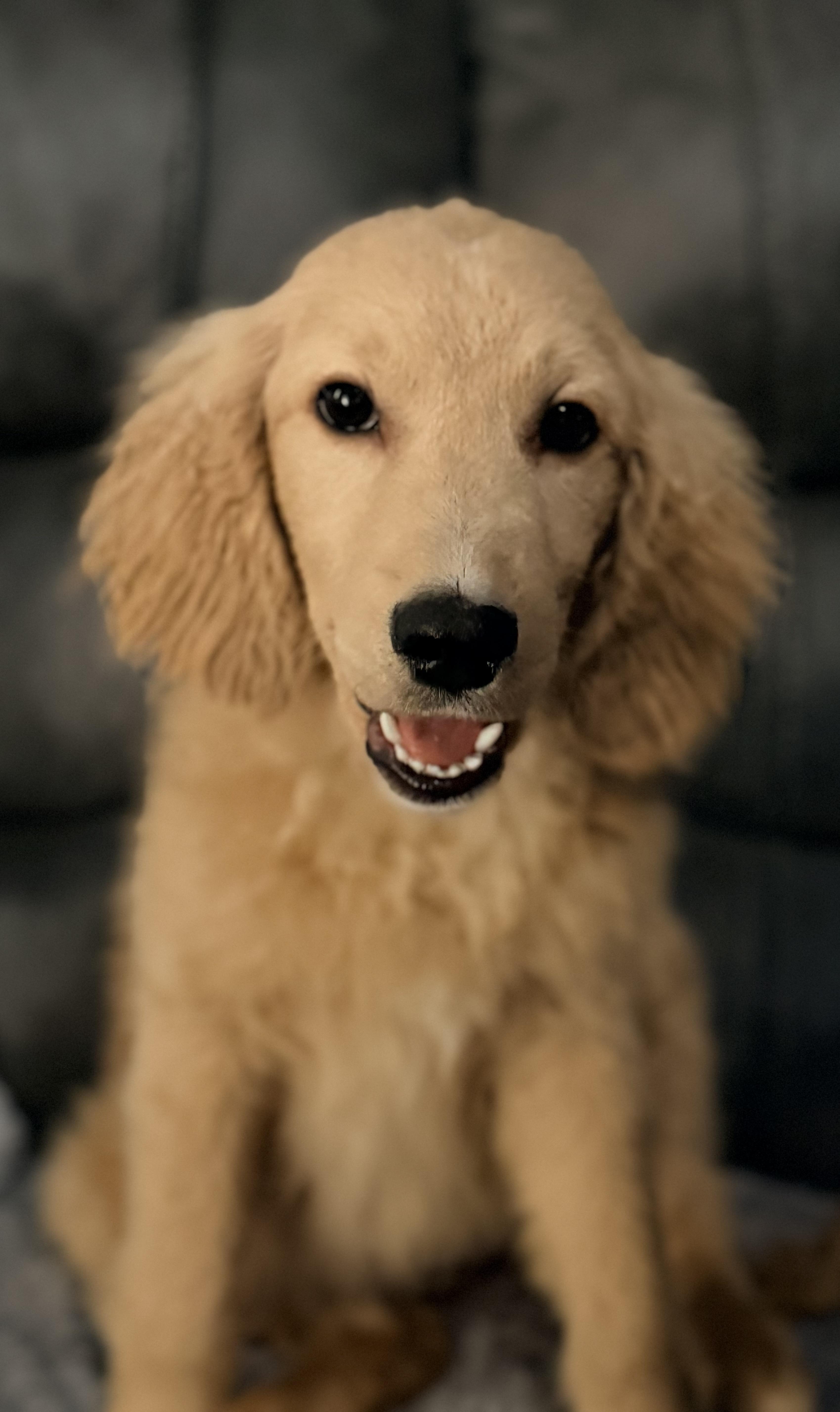 Honey, ADOPTABLE, Puppy Female Golden Retriever & Goldendoodle.