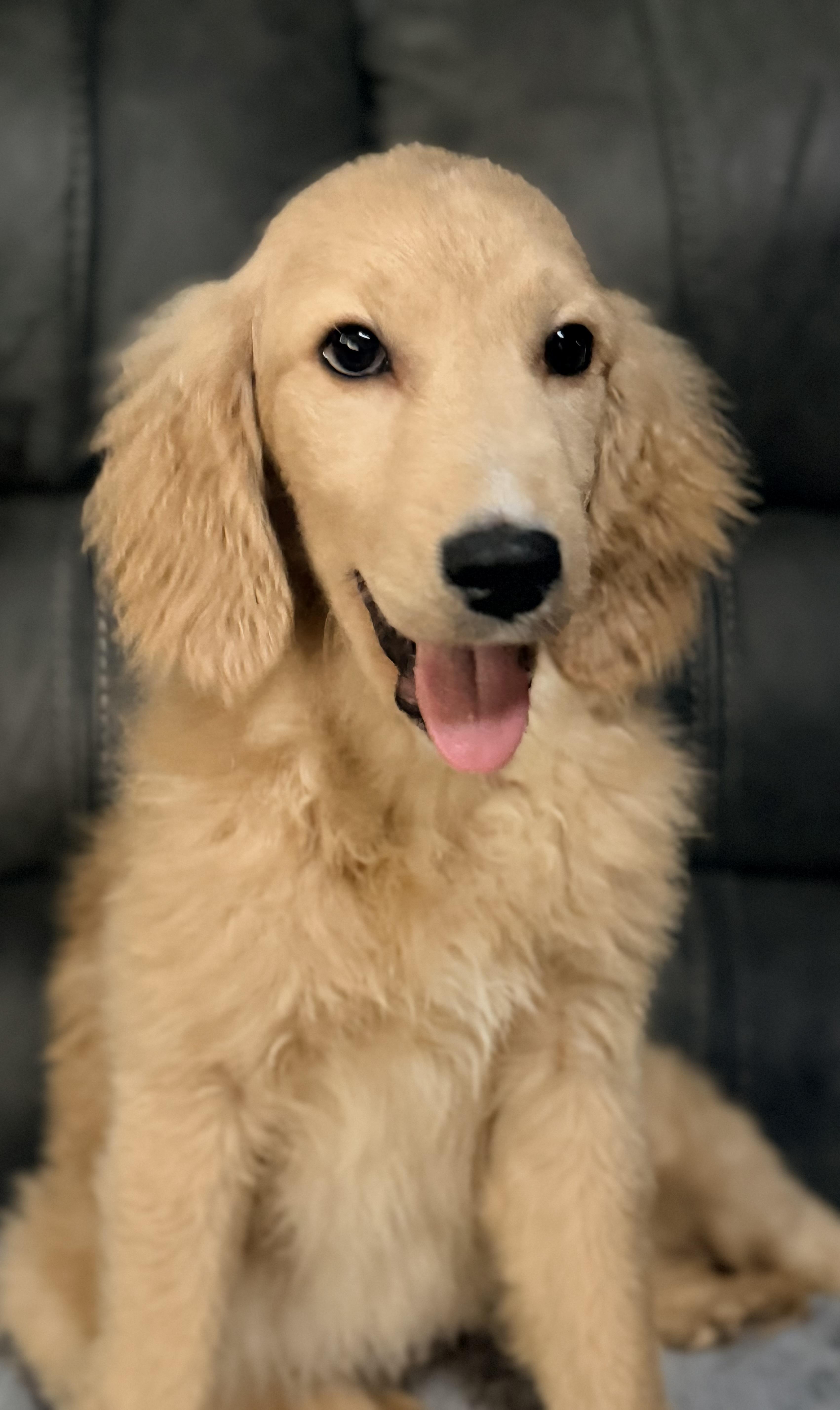 Enlarge Honey, a ADOPTABLE mixed breed in Yuba City, CA image 4/4