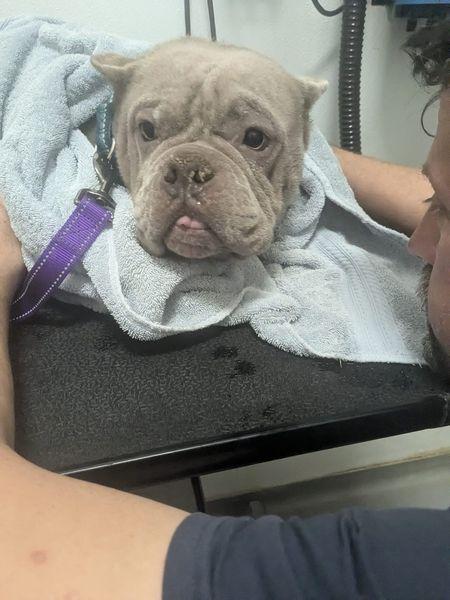 Pumbaa, Adopted, Adult Female American Bully.